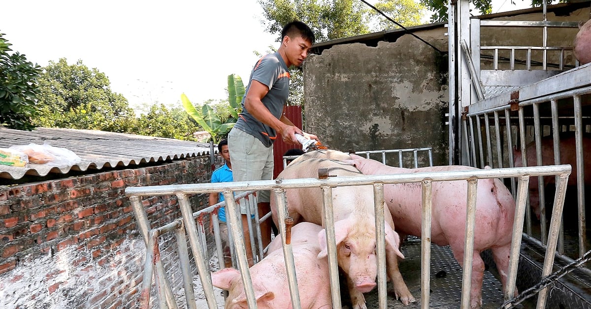 Preise für Schweinezucht verdreifachen sich, viele Landwirte zögern bei der Bestandsaufstockung