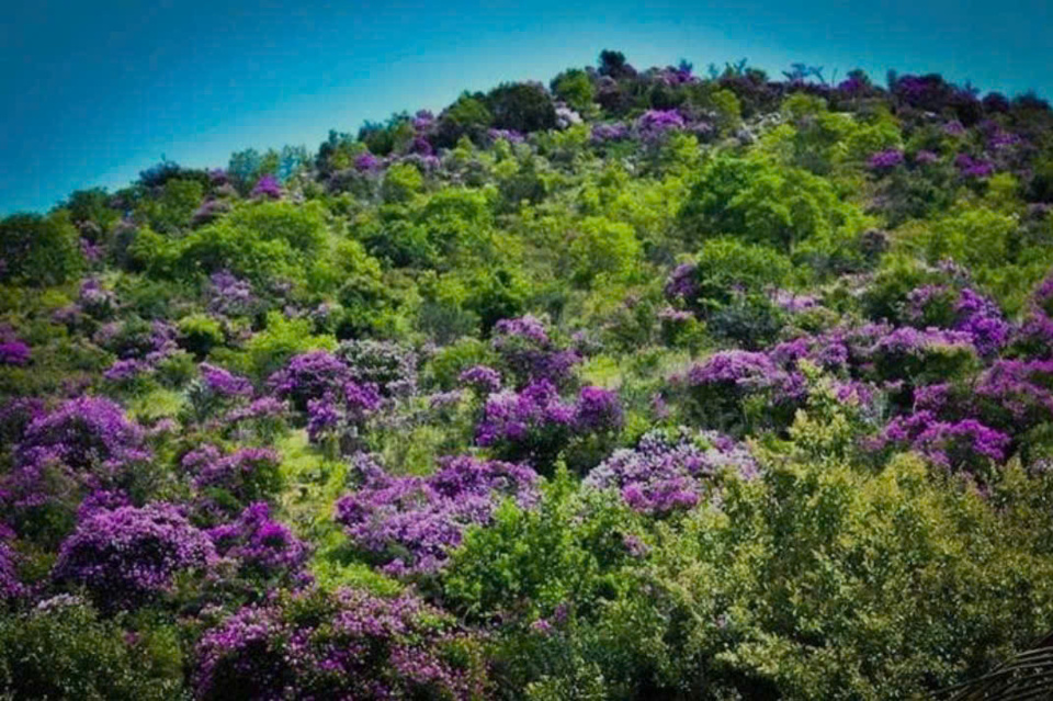 Purple Lagerstroemia flowers in Binh Thuan.