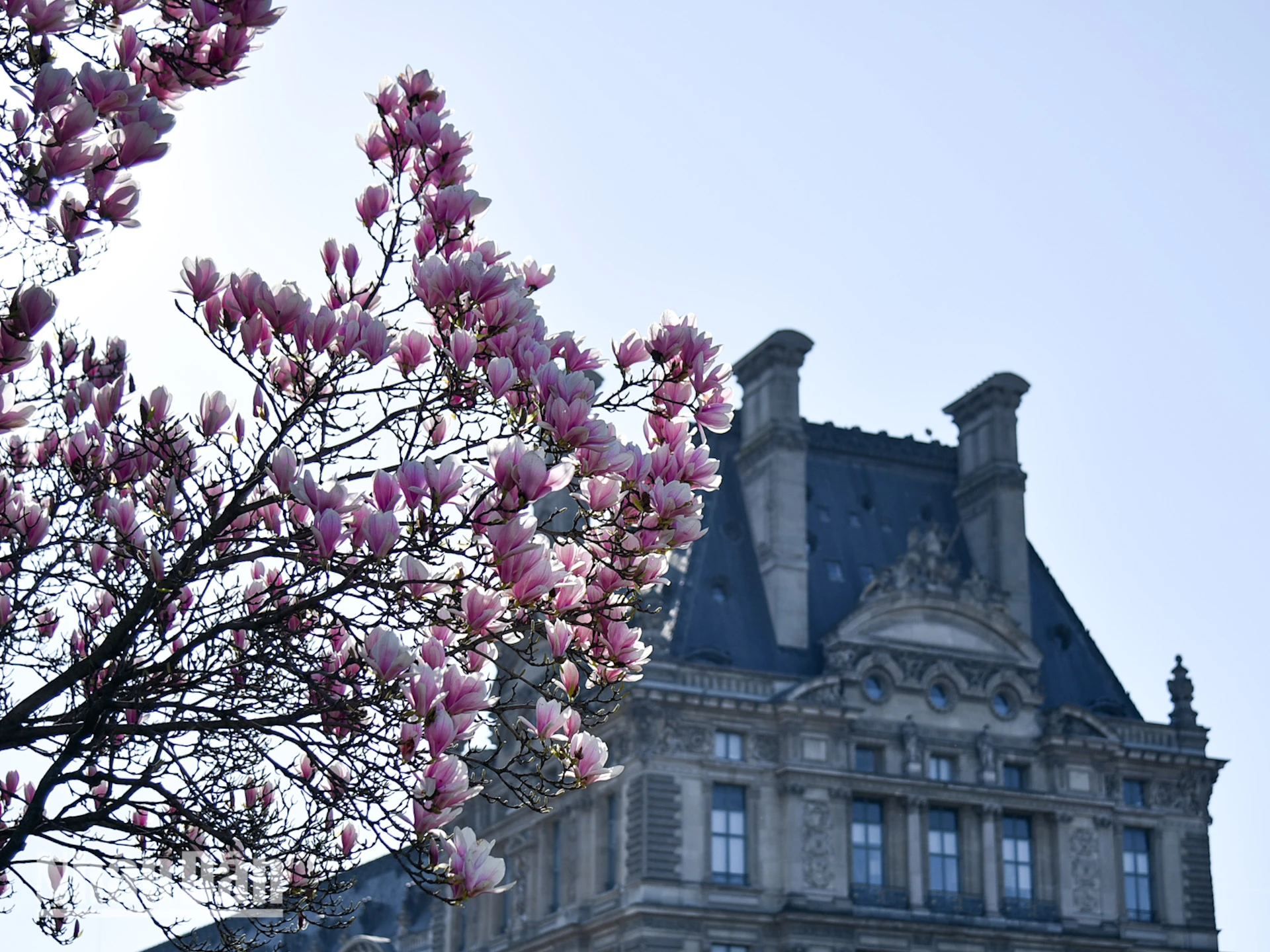 [Foto] Paris „verzaubert“ mit der blühenden Blumensaison Foto 9