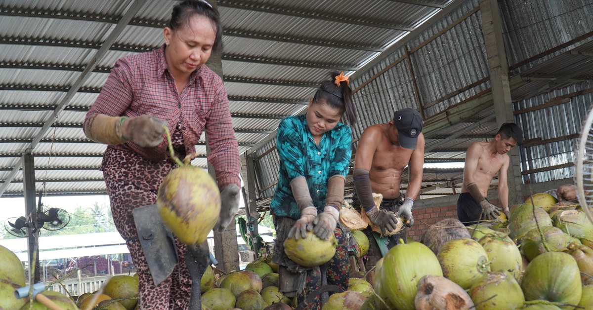 Dry coconut price hits record high, 190,000 VND/dozen