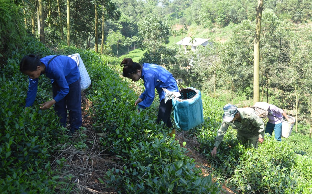 Người dân xã Minh Quân, huyện Trấn Yên thu hái chè.