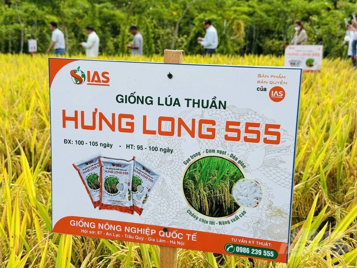 Trong vụ đông xuân năm nay, nông dân An Giang canh tác giống lúa Hưng Long 555 ước năng suất đạt từ 1,2 - 1,3 tấn/công (công 1.300m2), tương đương 9,6 - 10,4 tấn/ha. Ảnh: Lê Hoàng Vũ.