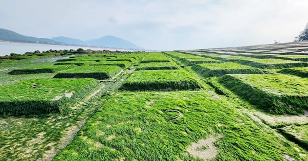 Primer plano de un musgo verde denso y exuberante que crece hermosamente como en una película a lo largo del terraplén costero de Ha Tinh, causando revuelo en las redes sociales.