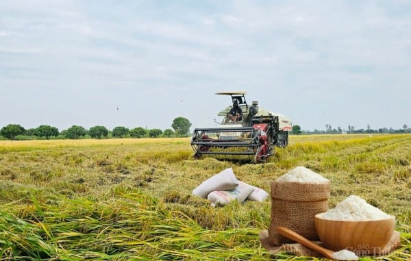 Rice price today March 22: Not much fluctuation