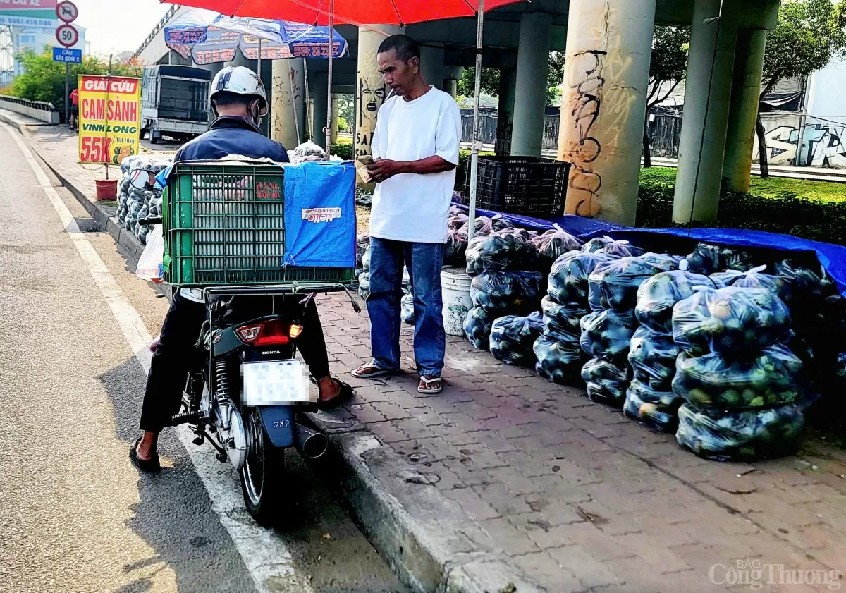 Vì sao cam sành Vĩnh Long giá rẻ vẫn khó tiêu thụ?