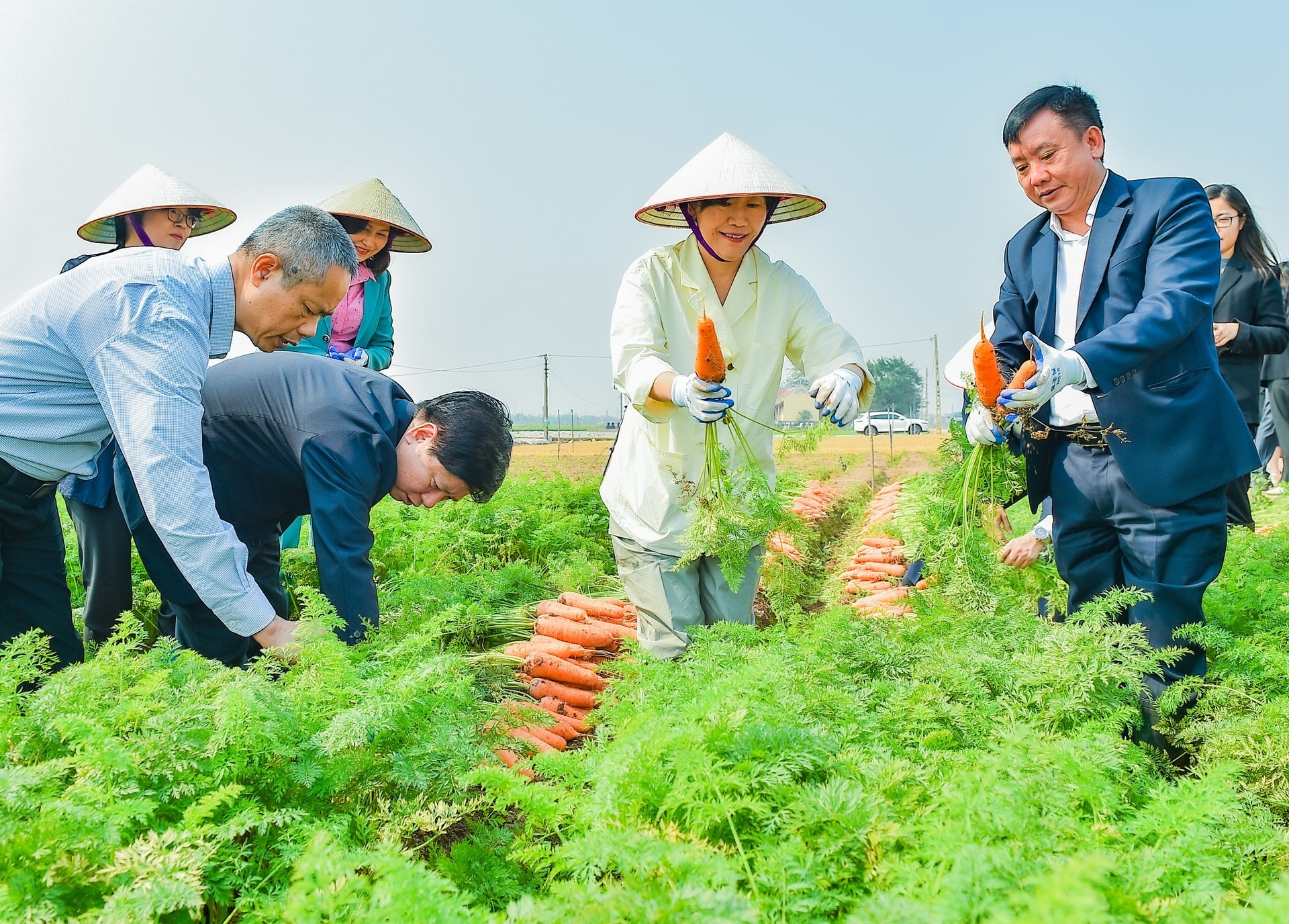 Bộ trưởng Nông nghiệp Hàn Quốc thăm vùng sản xuất cà rốt Đức Chính ở Hải Dương