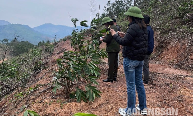 Dinh Lap: Waldbrandgefahr auf extrem gefährlichem Niveau - Lang Son Newsing