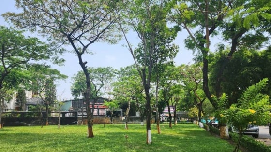 Ho Chi Minh City launches movement to plant and protect trees