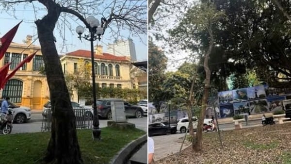 Que dit Hanoi à propos des informations concernant l'abattage et le déplacement de nombreux arbres à côté du lac Hoan Kiem ?