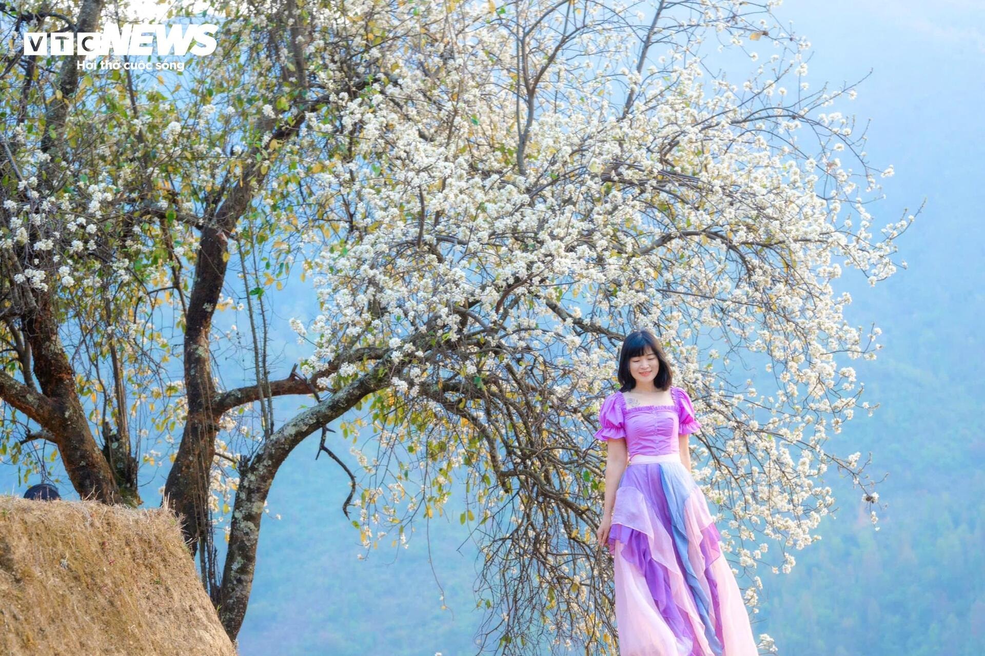 Tourists flock to check-in at the largest hawthorn flower forest in Vietnam - 9