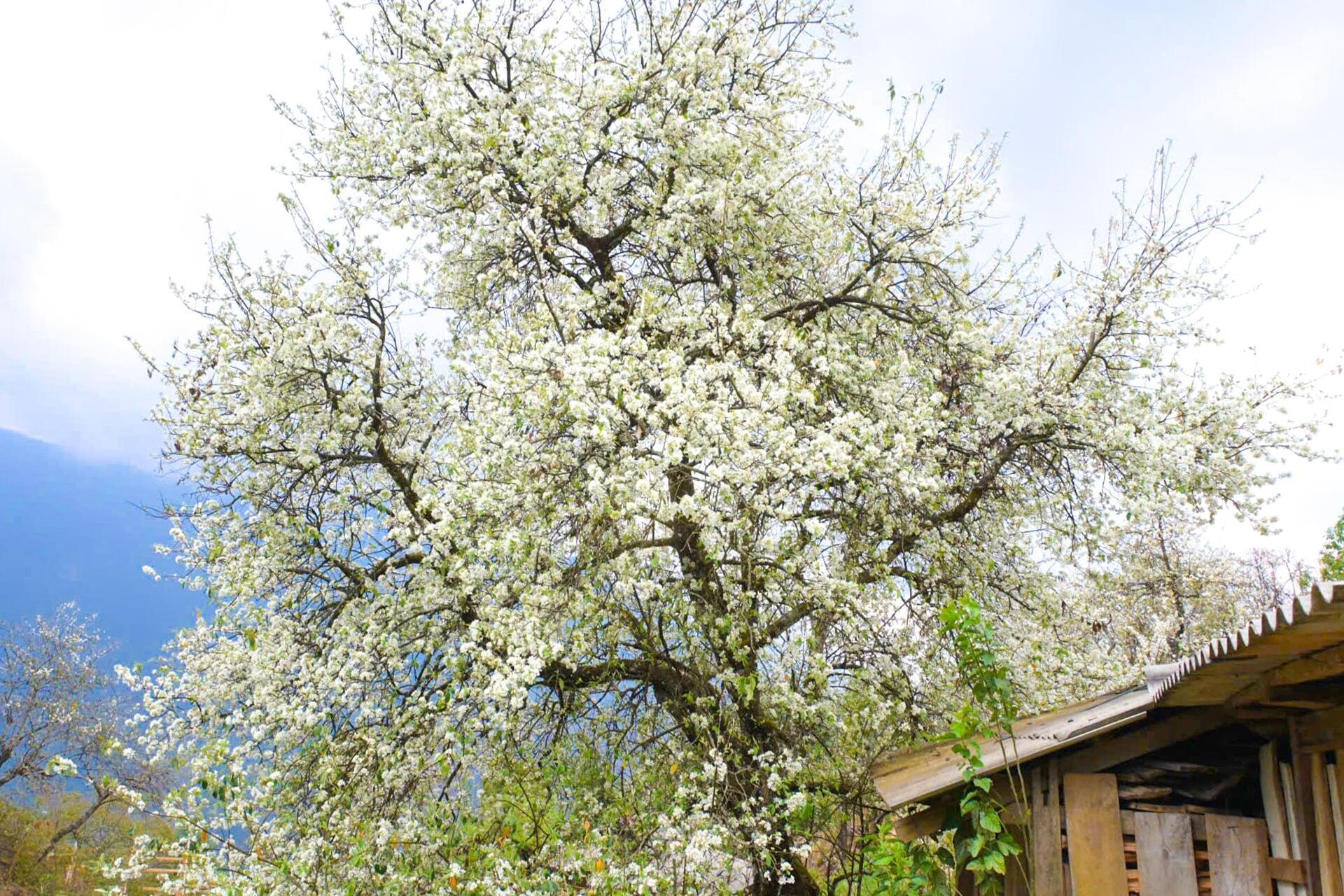 Tourists flock to check-in at the largest hawthorn flower forest in Vietnam - 10