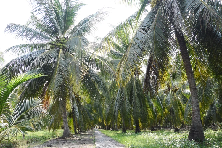 Restauración del área del huerto de cocos dañada por la oruga de cabeza negra