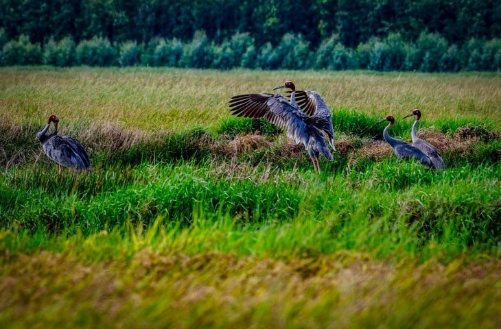 Red-crowned cranes return, how does Vietnam conserve them?