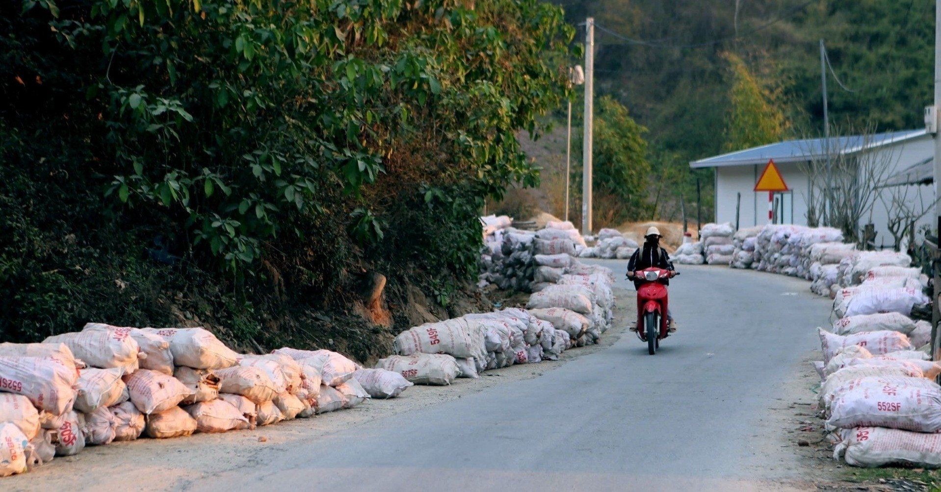 Le prix du manioc a chuté de façon spectaculaire. Nous l'achèterons en totalité pour vous en mars.