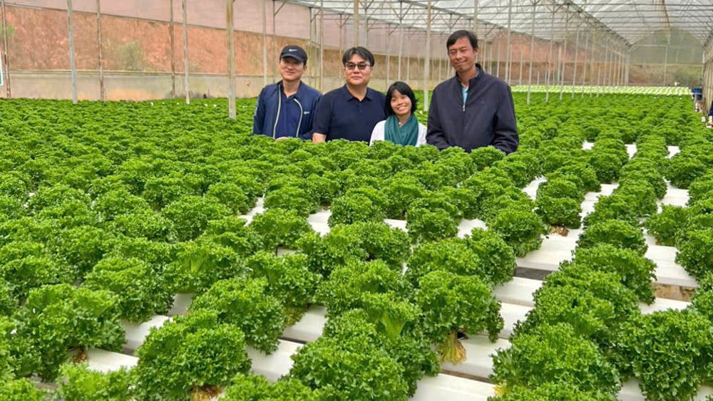 ក្រុមហ៊ុន Truong Phuc Farm Company Limited នៅឃុំ Da Sar ស្រុក Lac Duong ផលិតបន្លែ Hydroponic តាមខ្សែសង្វាក់តភ្ជាប់សម្រាប់ការនាំចេញទៅកាន់ប្រទេសកូរ៉េ។