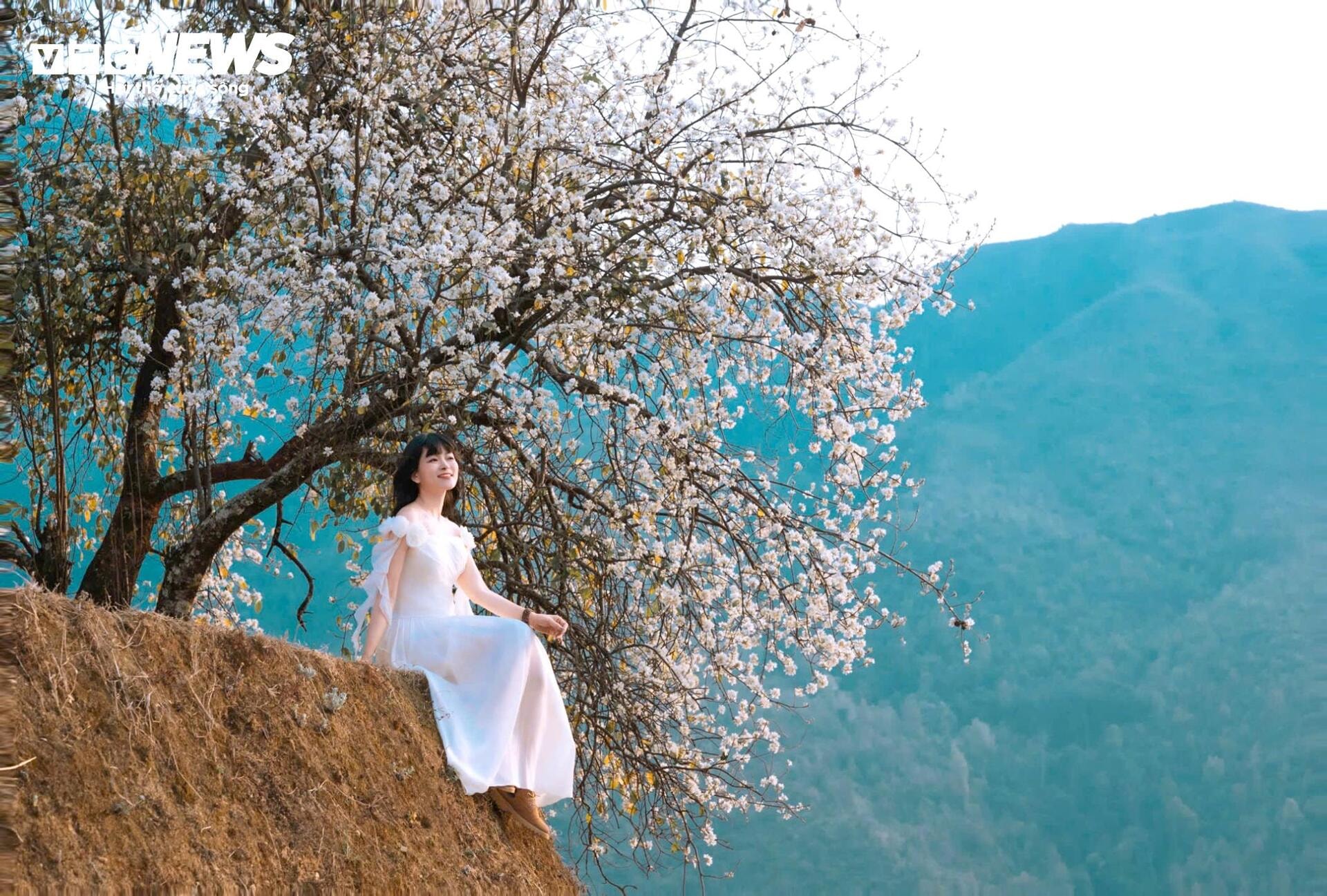 Tourists flock to check-in at the largest hawthorn flower forest in Vietnam - 7