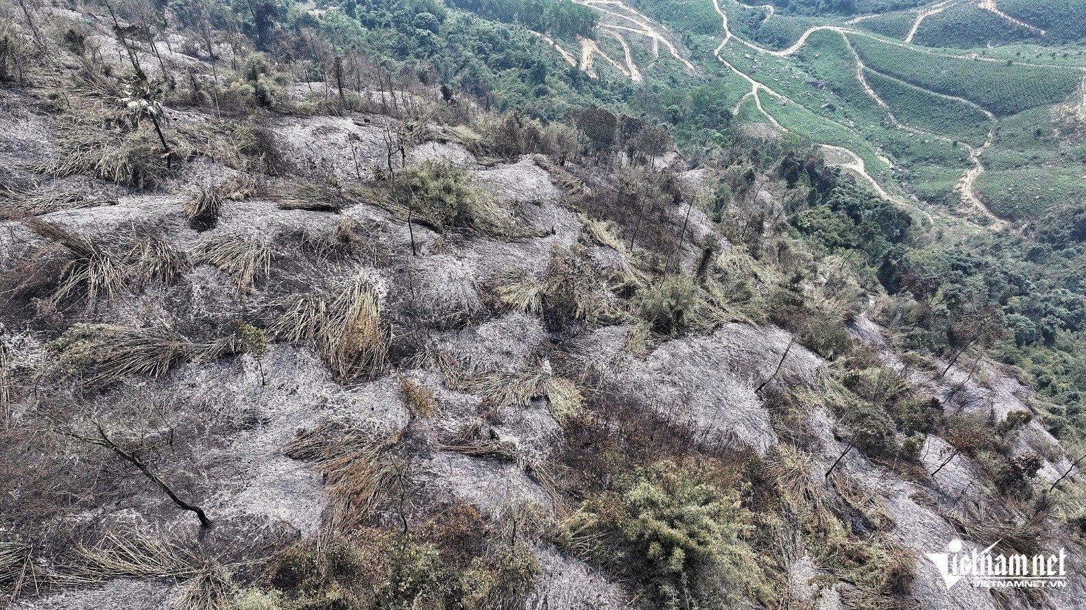 The devastated scene after the 20-hectare forest fire that lasted 12 hours, photo 5