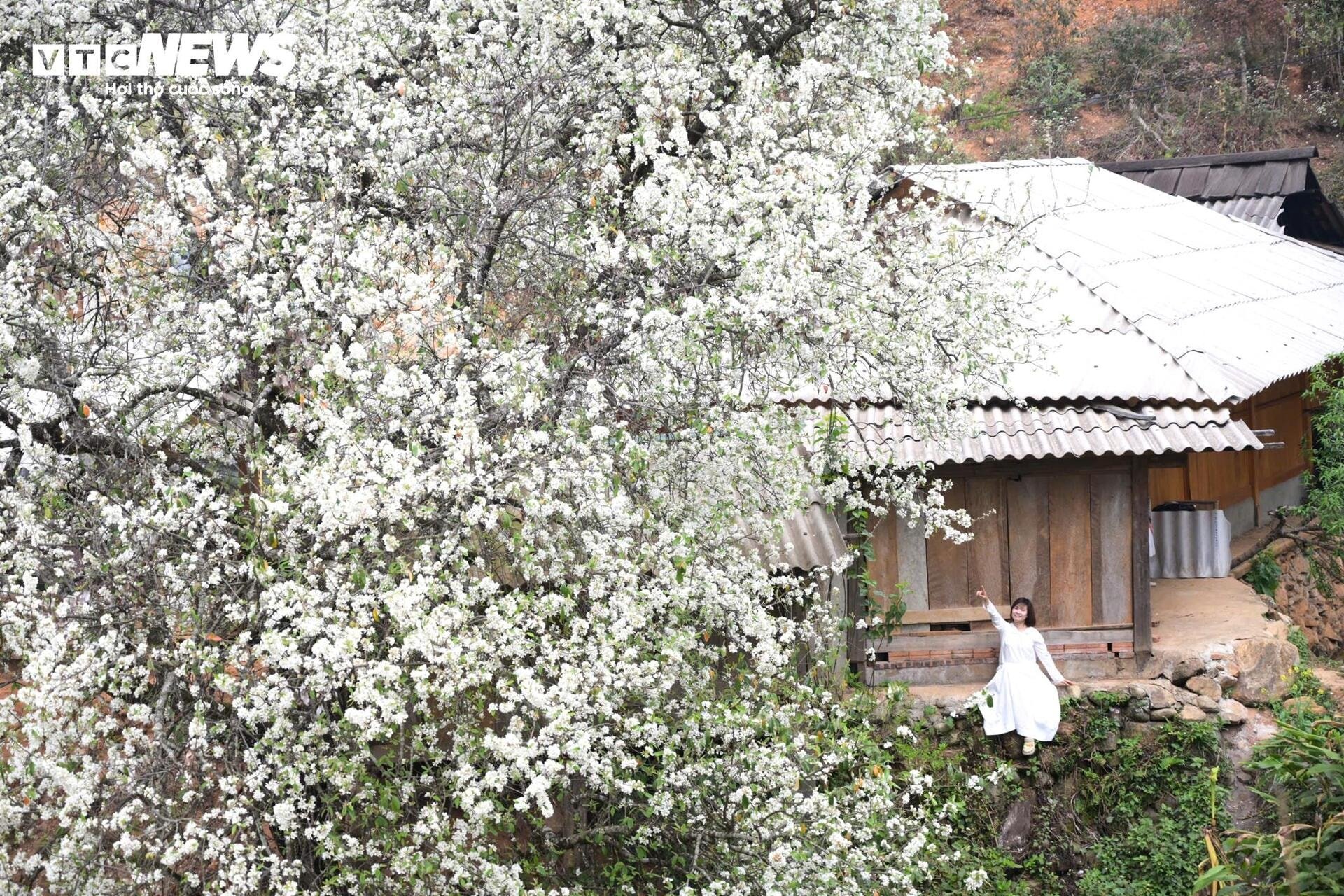 Tourists flock to check-in at the largest hawthorn flower forest in Vietnam - 8