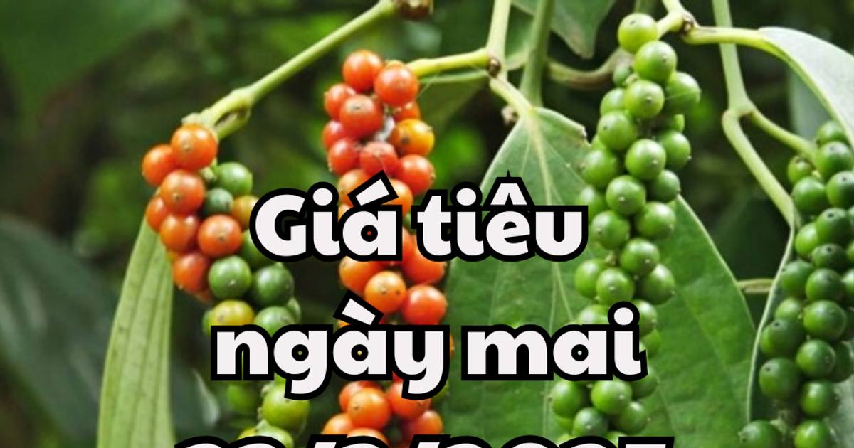 ព័ត៍មាន, ព្យាករណ៍តម្លៃម្រេចថ្ងៃស្អែក 23/03/2025 នឹងមានស្ថិរភាព