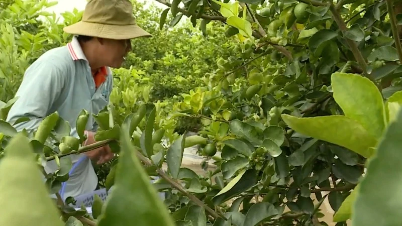 Huerto de limones de la Cooperativa de Servicios Agrícolas My Long, distrito de Cao Lanh (Dong Thap). (Foto: Estación de televisión Dong Thap)