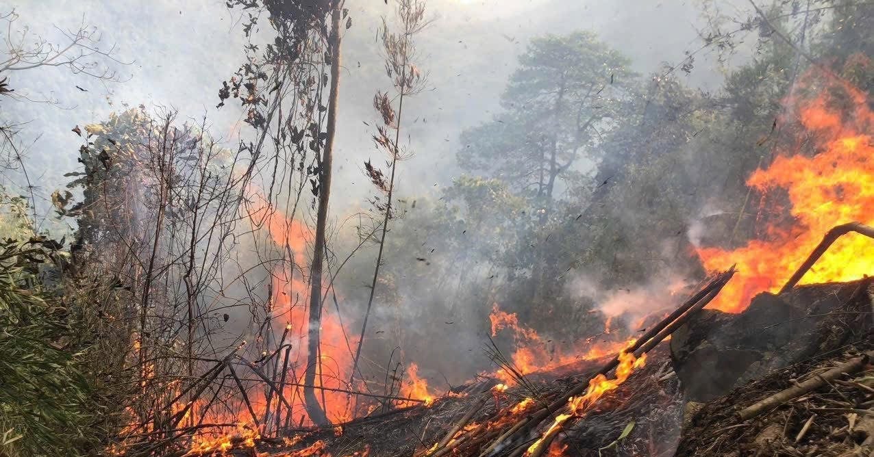 Incendio forestal en Tuyen Quang, casi 500 personas lograron apagar el incendio.