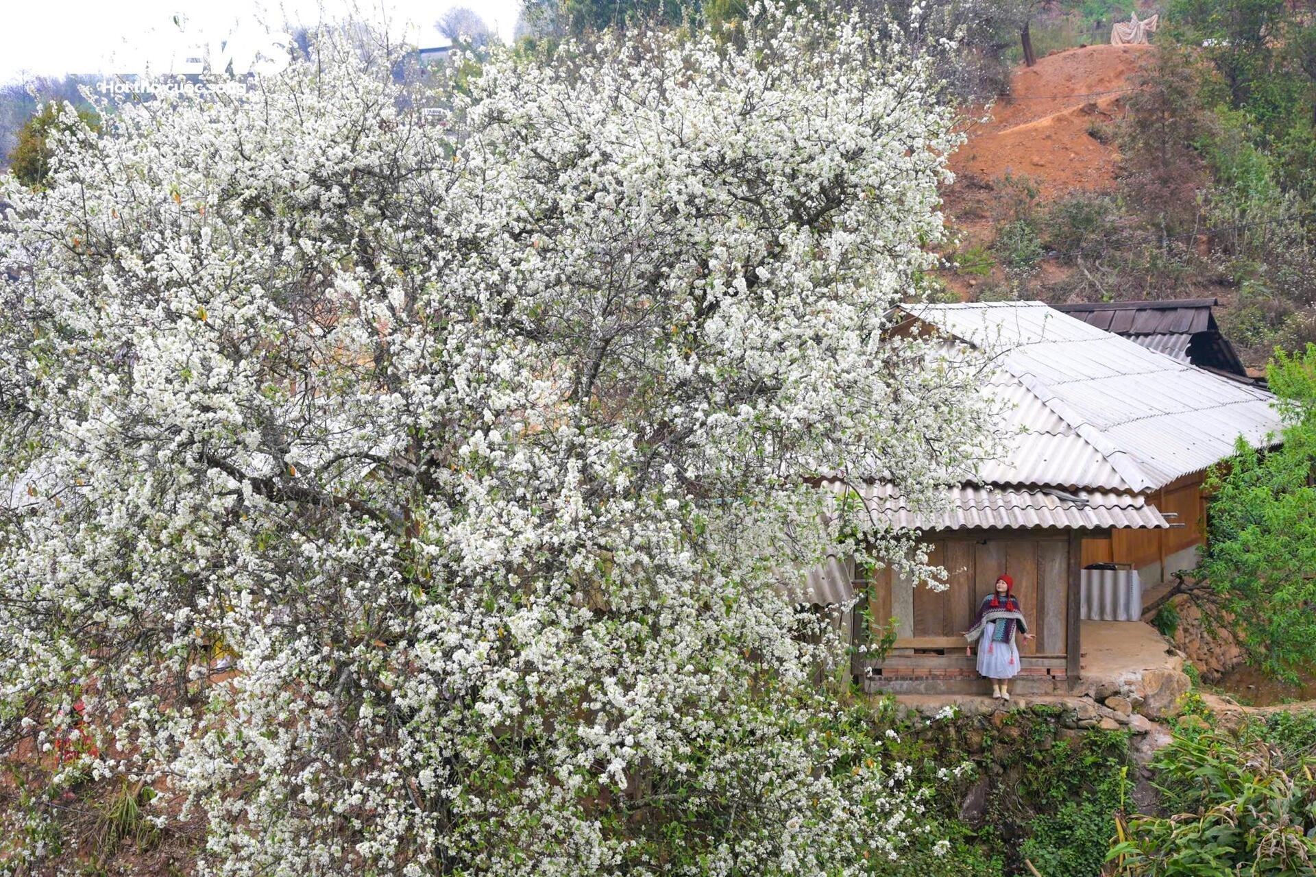 Les touristes affluent pour s'enregistrer dans la plus grande forêt d'aubépines du Vietnam - 1