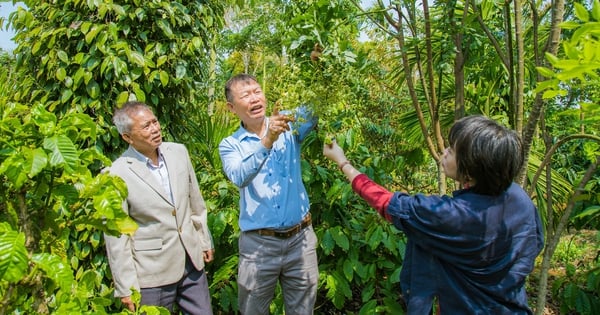 In Dak Lak, there is a gardening style of "planting haphazardly", which seems like "taking everything and throwing away the tray", but it turns out to be good.