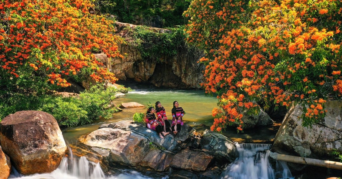 Ouverture du Festival des Fleurs de Trang au ruisseau Ta Ma en 2025 à Binh Dinh