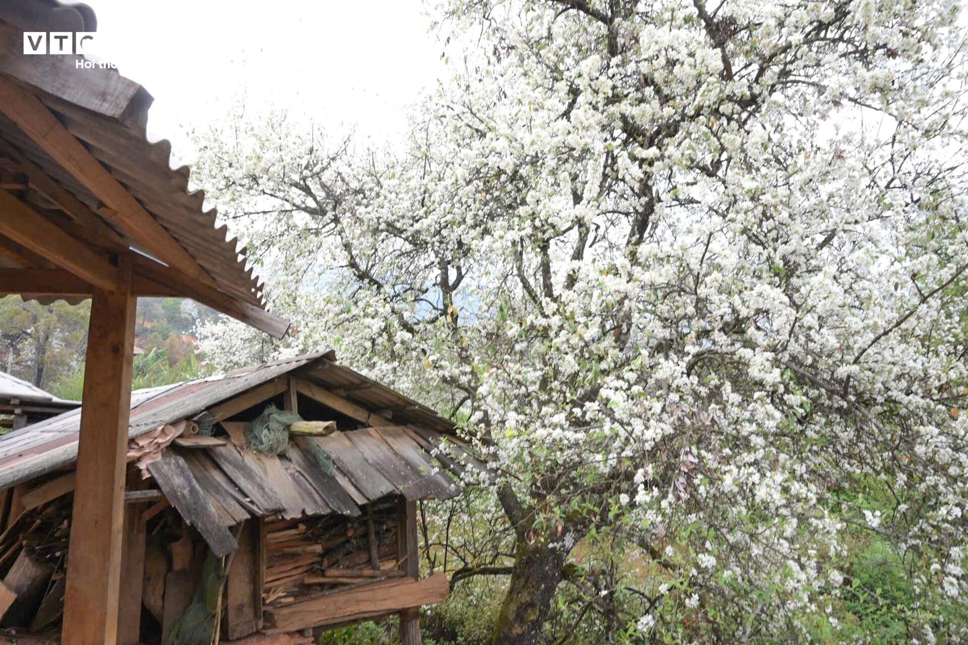 Les touristes affluent pour s'enregistrer dans la plus grande forêt d'aubépines du Vietnam - 4