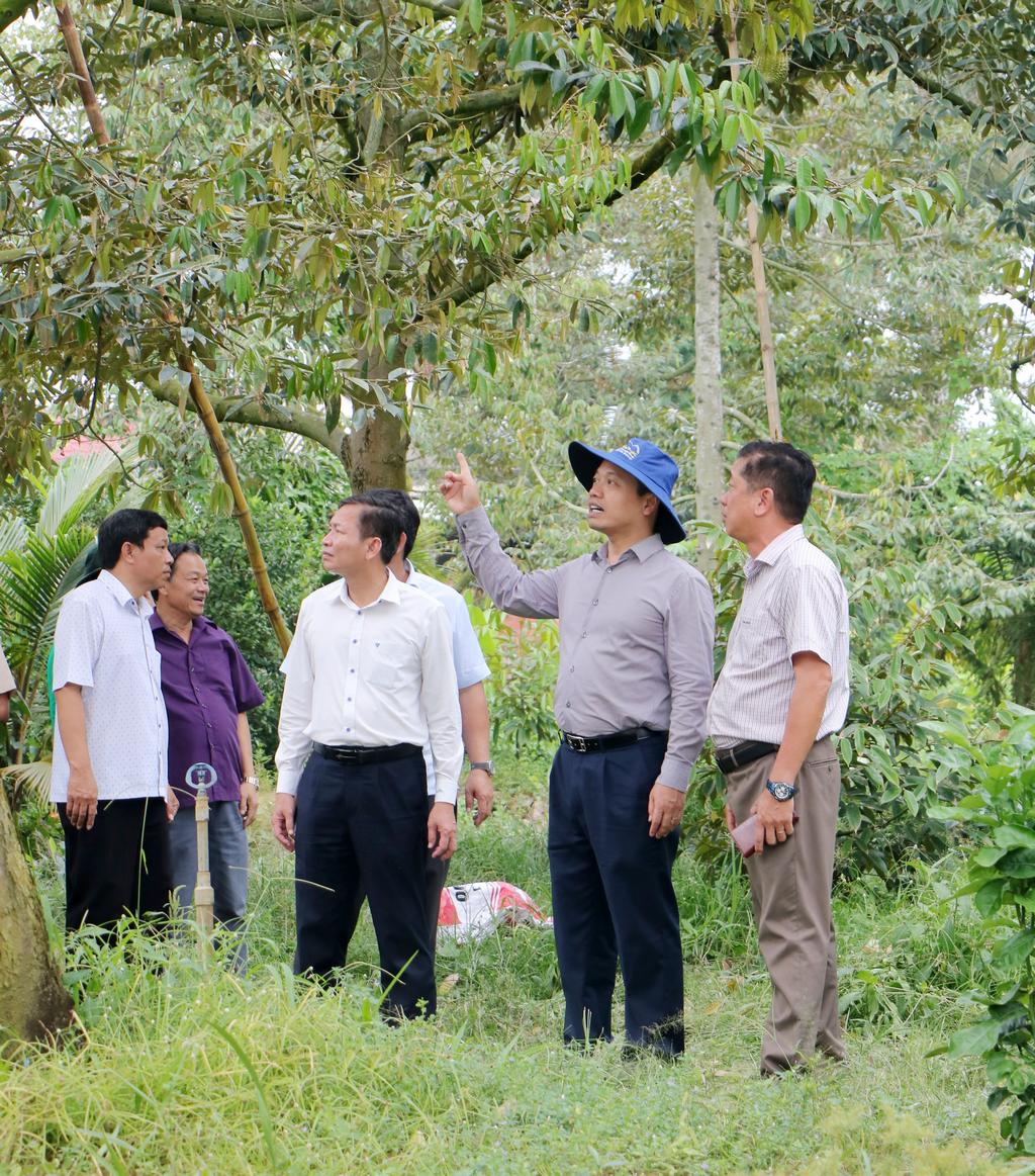 Bí thư Tỉnh ủy- Trần Tiến Dũng cùng đoàn công tác khảo sát vườn sầu riêng tại xã Thanh Bình.

