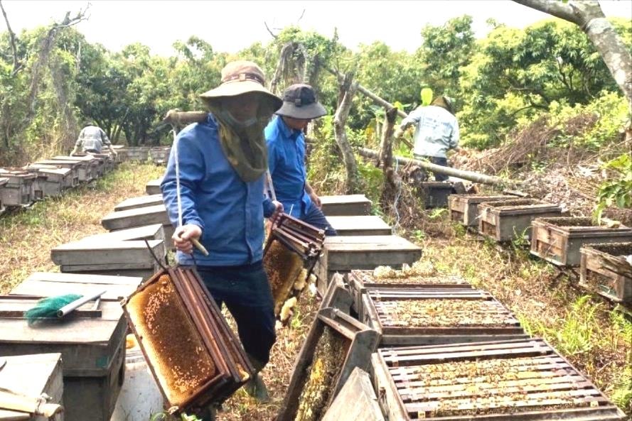 នៅខែមីនា ឃ្មុំរាប់ពាន់ក្បាលមក Thanh Ha ដើម្បី 'ធ្វើ' ទឹកឃ្មុំ lychee