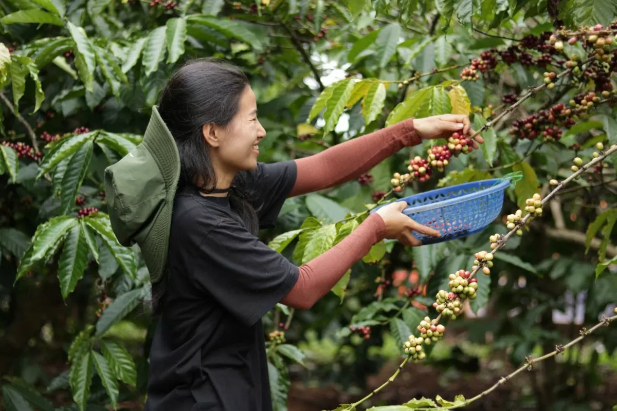 Giá cà phê hôm nay 22/3/2025 trong nước giảm, Robusta tăng