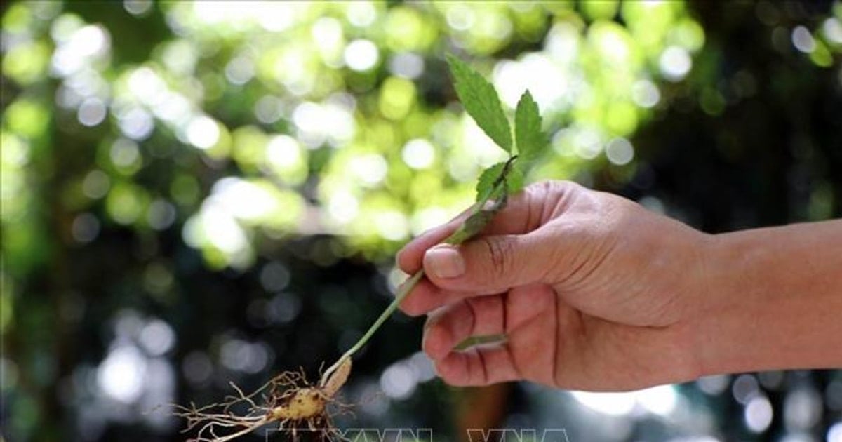 Kon Tum plantará cerca de 1.600 hectáreas de ginseng Ngoc Linh