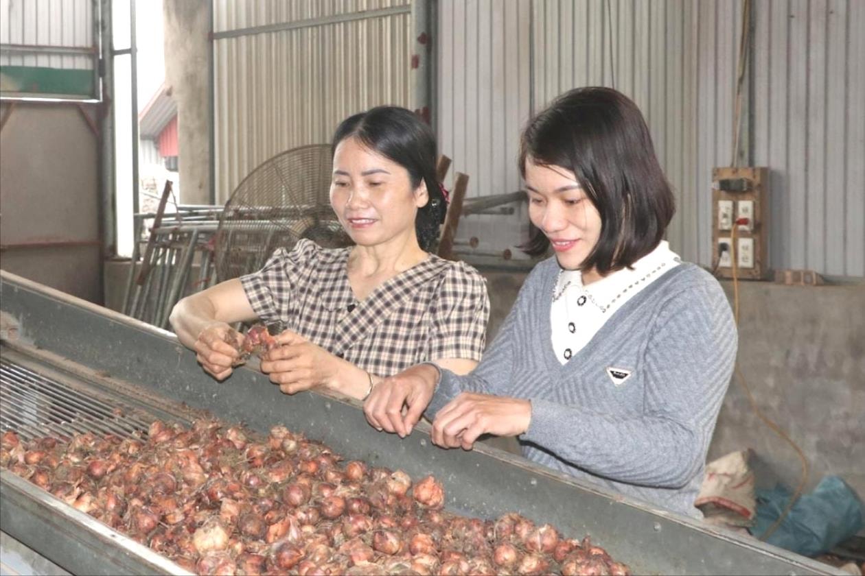 Frau Huong ist gut im Zwiebelanbau.