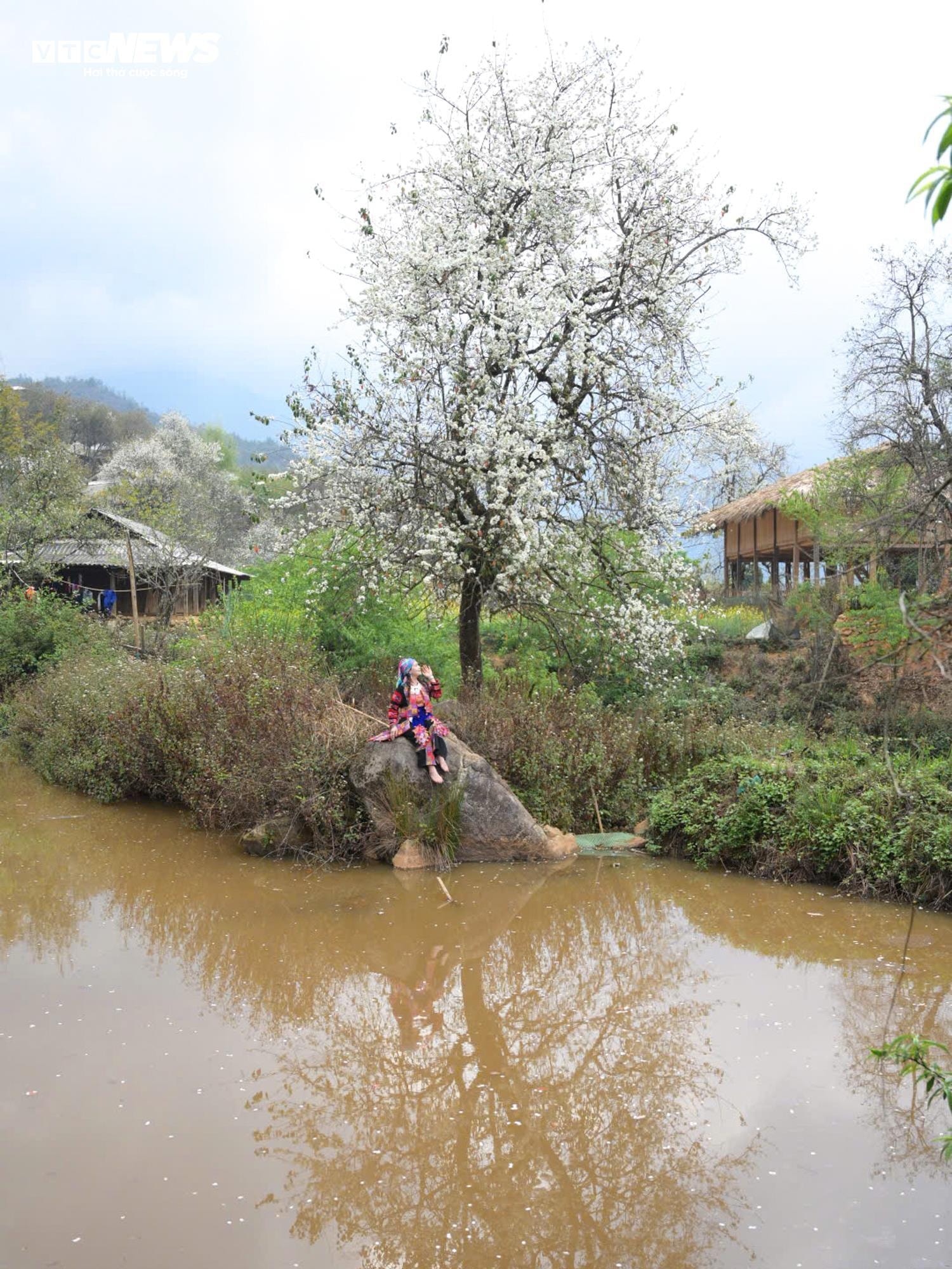 Les touristes affluent pour s'enregistrer dans la plus grande forêt d'aubépines du Vietnam - 5