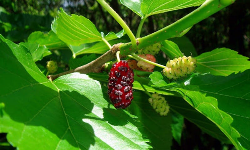 Purple strawberries - Quang Binh Electronic Newspaper