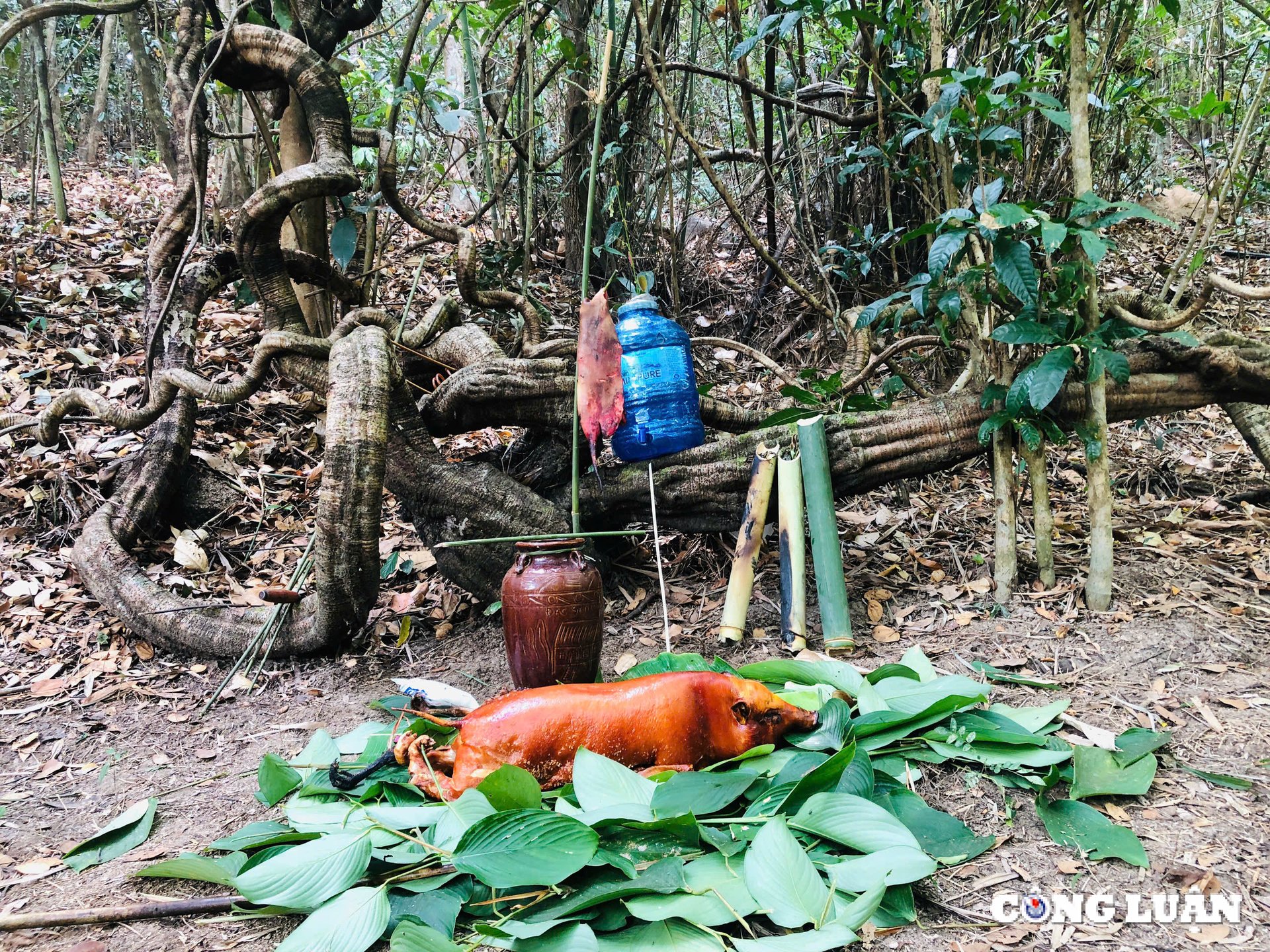 Festival de Gia Lai para honrar al pueblo JR y unir fuerzas para proteger el bosque imagen 3