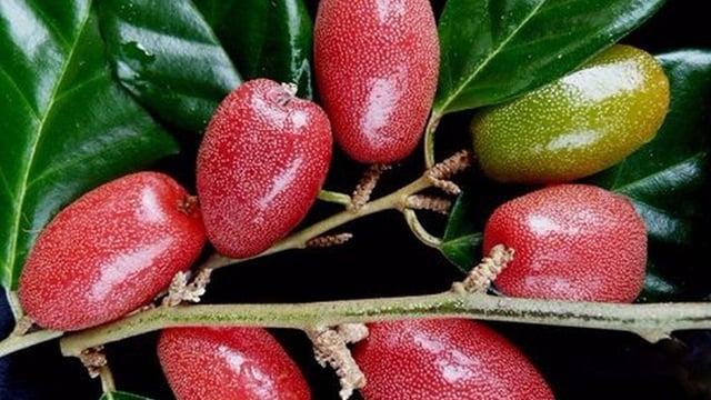 Die medizinischen Anwendungen des Jujube-Baumes überraschen alle