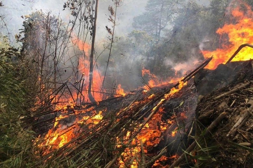 Prime Minister requests strict handling of acts of using fire that risk causing forest fires