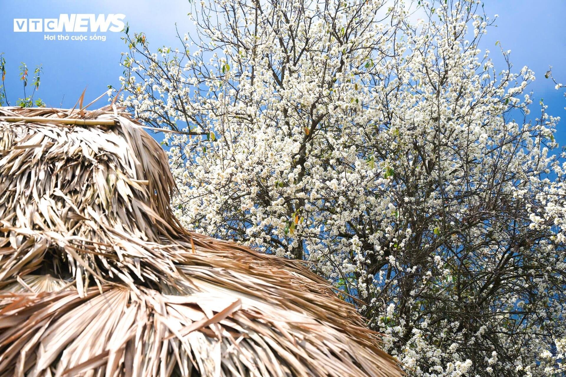 Tourists flock to check-in at the largest hawthorn flower forest in Vietnam - 2