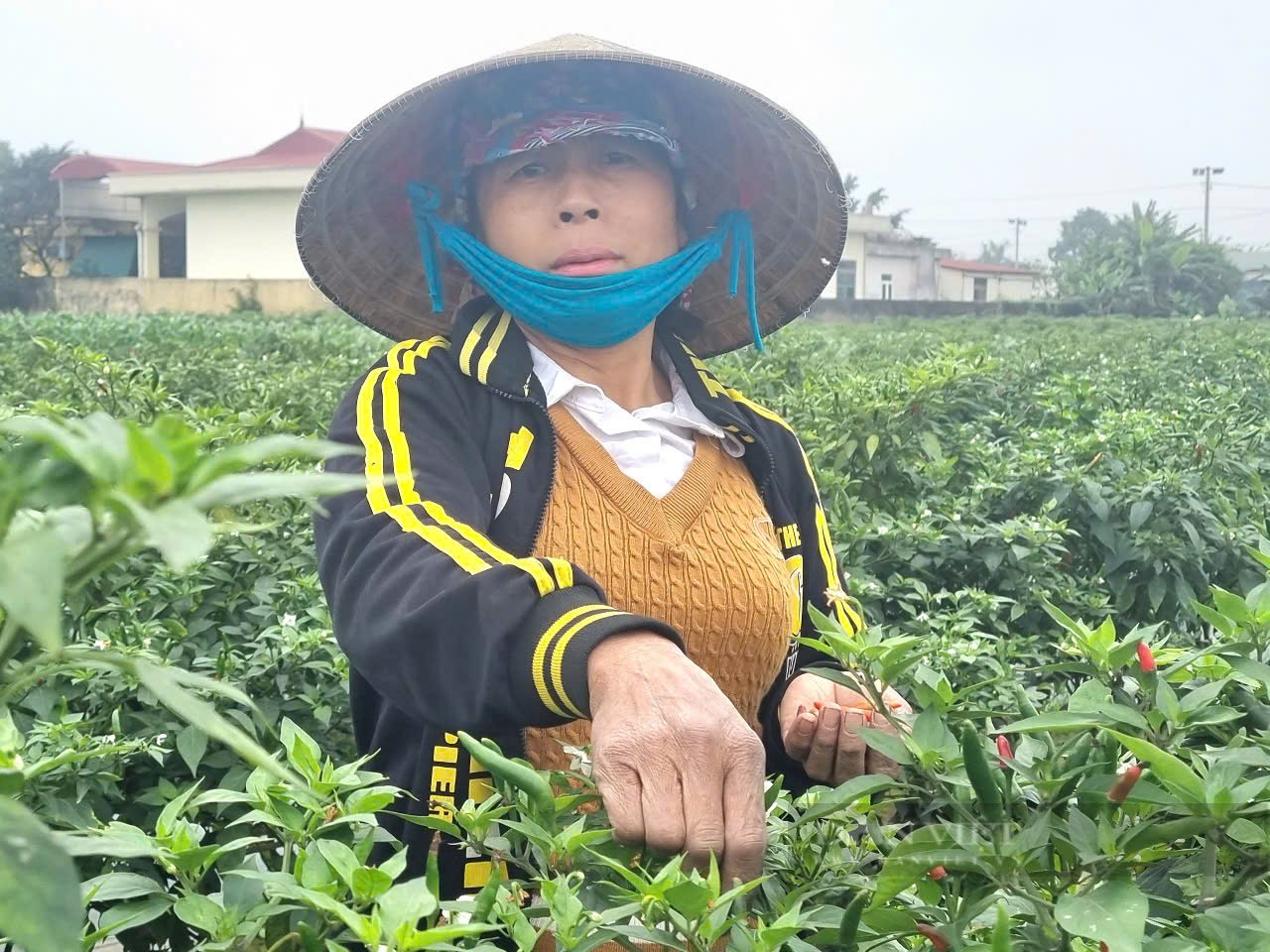 Một xã nông thôn mới kiểu mẫu của Thanh Hóa có thu nhập bình quân đầu người 75 triệu đồng/năm - Ảnh 4.
