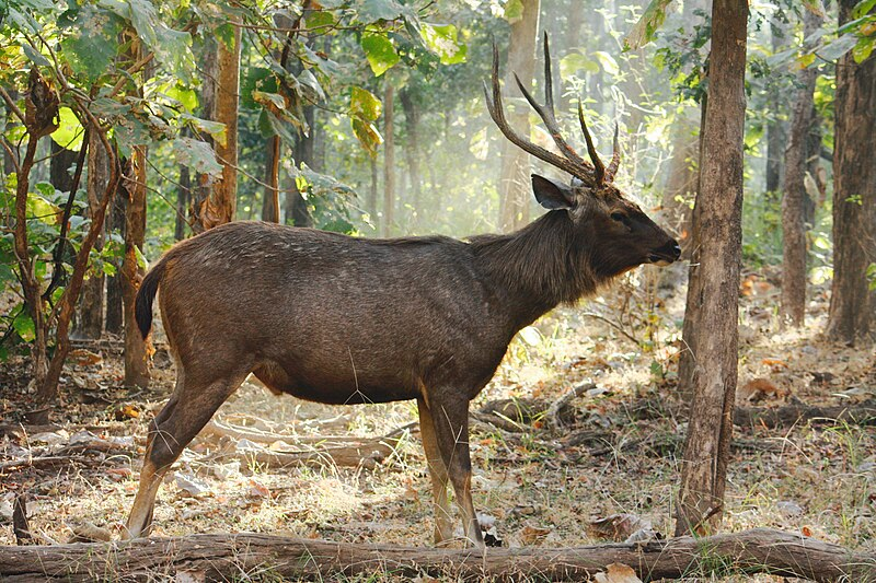 Giant deer appears in Can Gio at night... like an Eastern "divine beast"