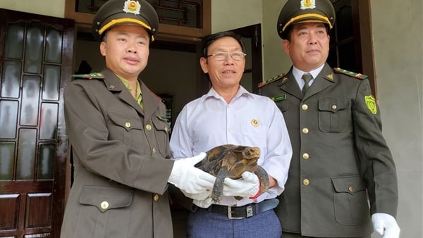 Sauvetage rapide d'un pangolin et d'une tortue de montagne de Java, rares et « perdus »