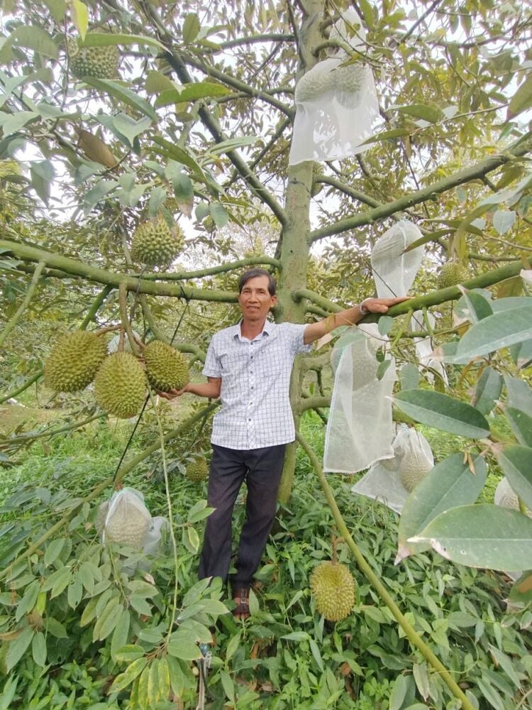 Perfecting the process of processing off-season flowering of durian trees