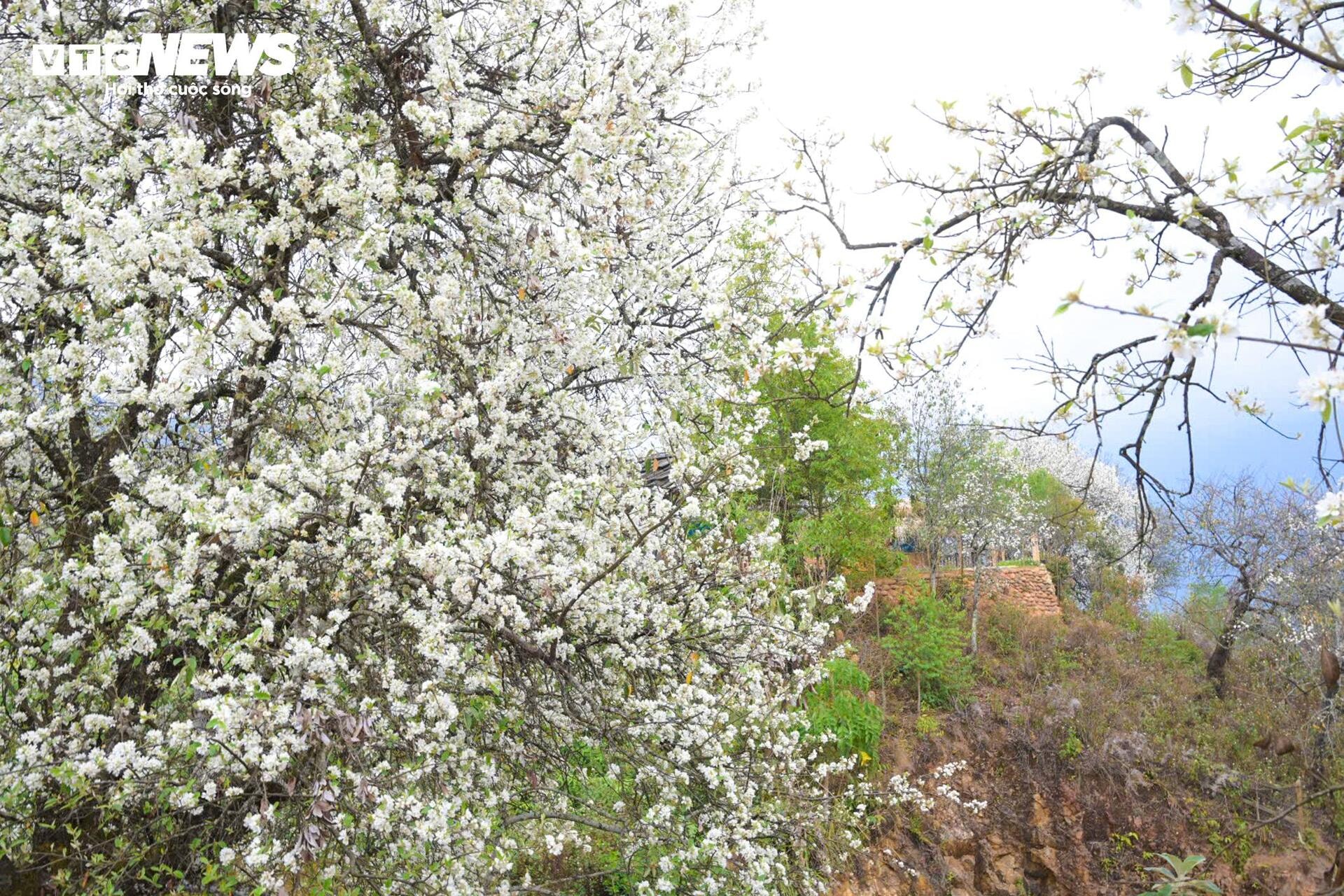 Tourists flock to check-in at the largest hawthorn flower forest in Vietnam - 11