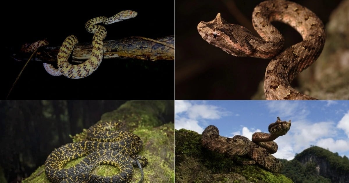 Venomous snakes with easily identifiable characteristics in Vietnam (Part 3)