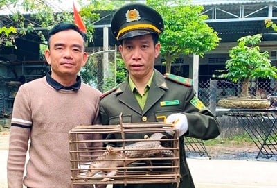 People voluntarily handed over 1 Javan pangolin