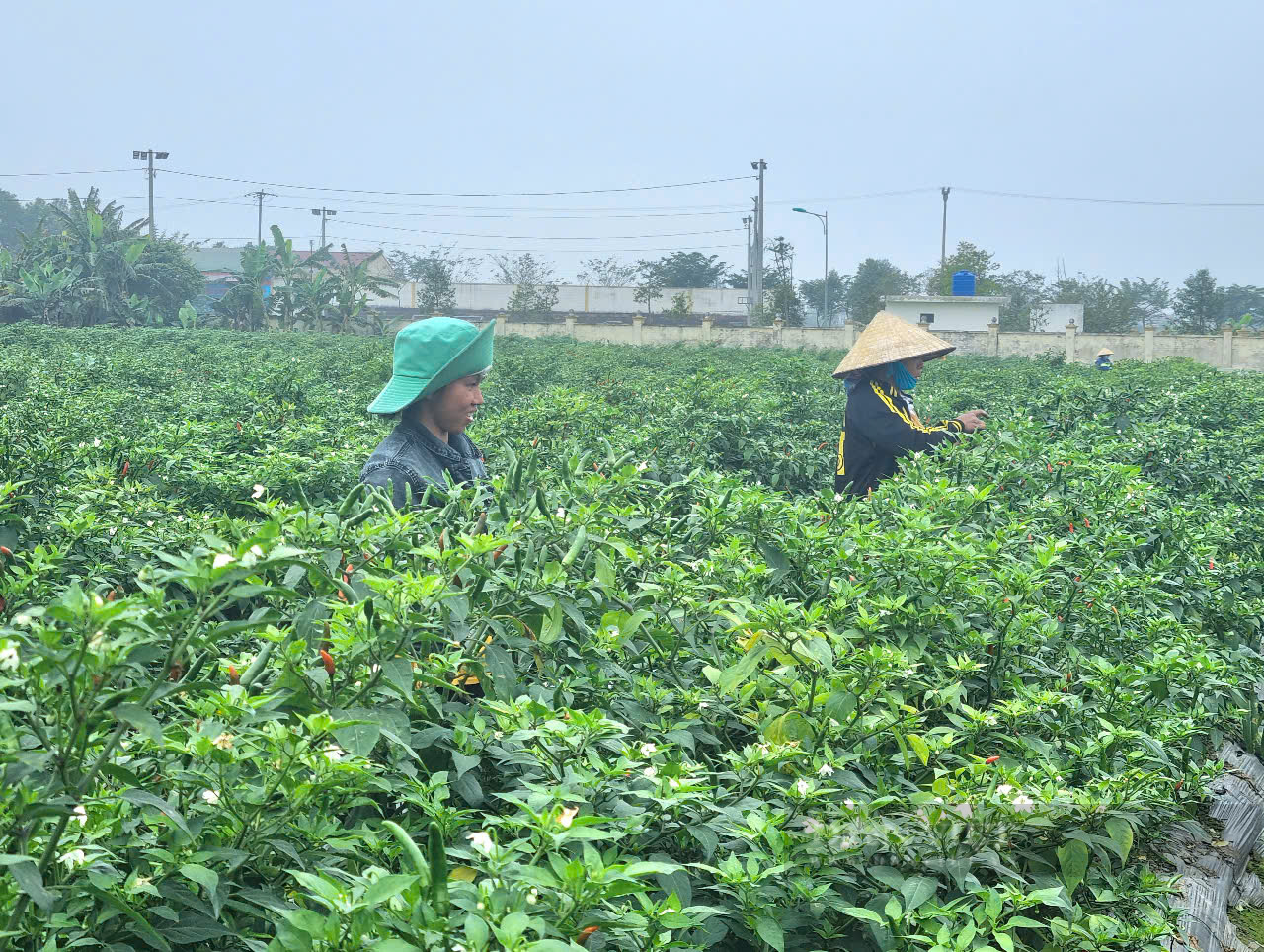 Một xã nông thôn mới kiểu mẫu của Thanh Hóa có thu nhập bình quân đầu người 75 triệu đồng/năm - Ảnh 7.