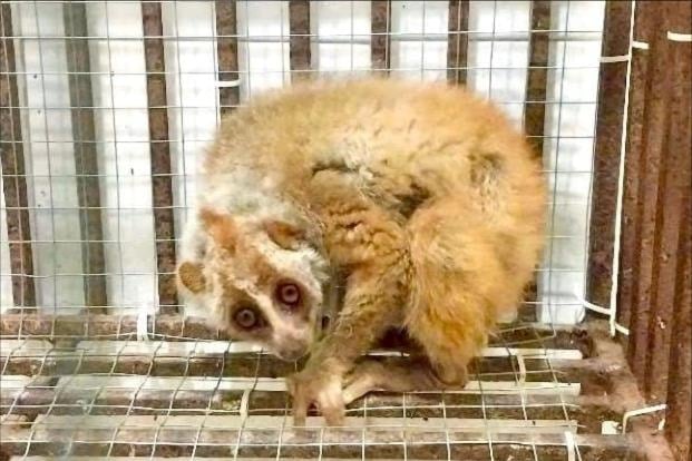 Tu Ky people handed over 2 golden monkeys and 1 rare large loris