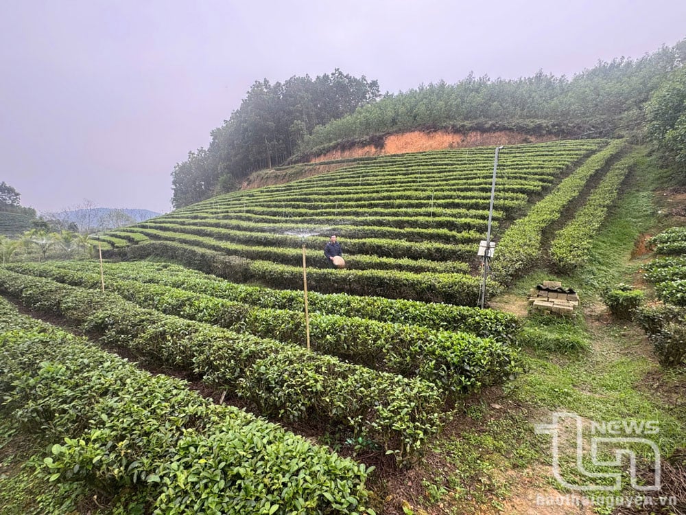 Hiện nay, hầu hết các hộ sản xuất chè trong tỉnh đều sử dụng giàn phun tưới nâng cao hiệu quả sản xuất. Đây là một lợi thế để Thái Nguyên xây dựng vùng sản xuất cây trồng an toàn.